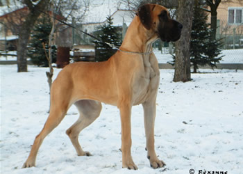 Vyam de Buena Vista Kennel 